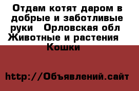 Отдам котят даром в добрые и заботливые руки - Орловская обл. Животные и растения » Кошки   
